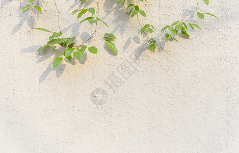 清新文艺阳光绿植墙面背景图片