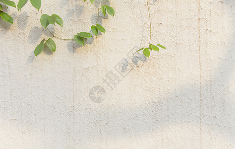 清新文艺阳光绿植墙面高清图片