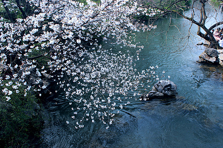 西湖太子湾公园樱花背景