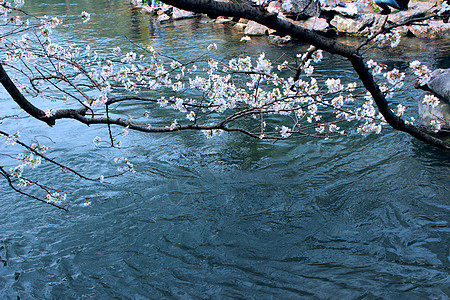 西湖太子湾公园樱花背景