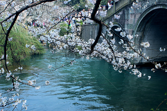 西湖太子湾公园樱花图片