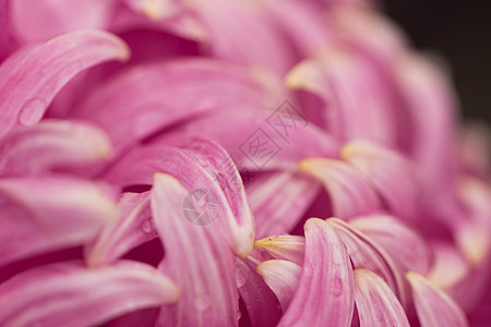 粉色菊花花瓣图片