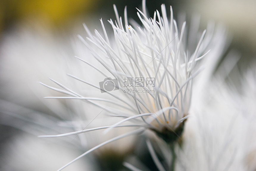 白色菊花背景虚化效果图片