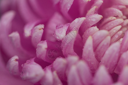 洋红色菊花花瓣侧视图背景