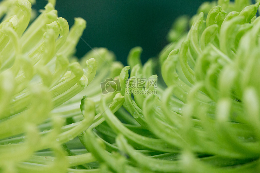 两朵黄绿色菊花花瓣特写图片