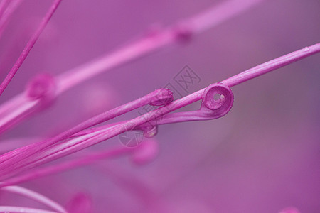 粉色菊花花瓣弯曲图片