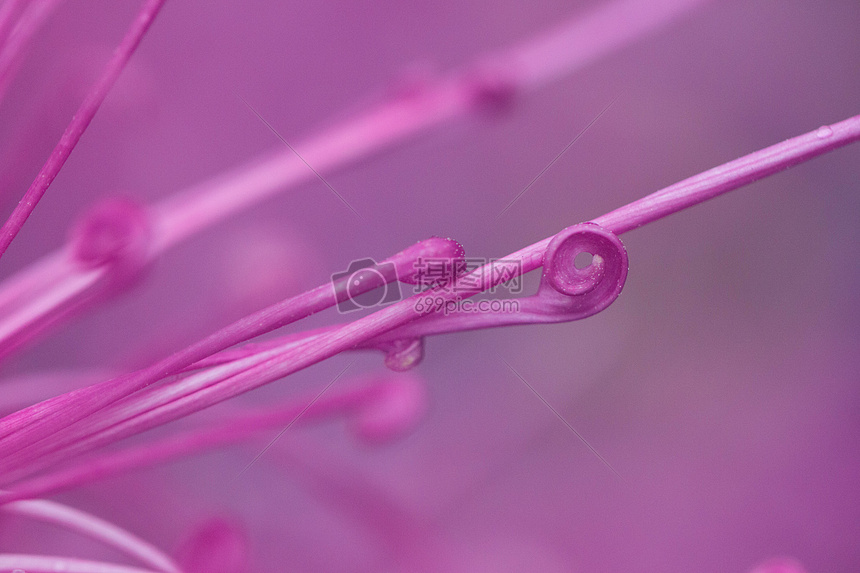 粉色菊花花瓣弯曲图片