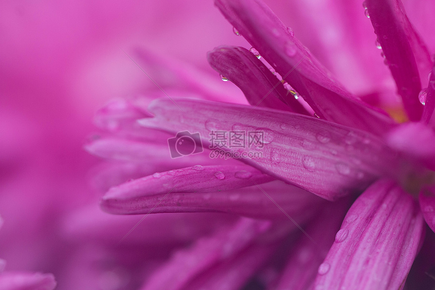 洋红色背景菊花图片