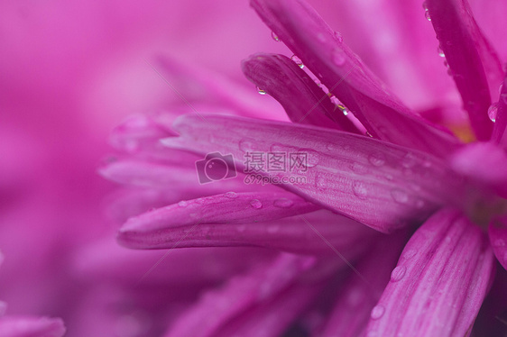 洋红色背景菊花图片