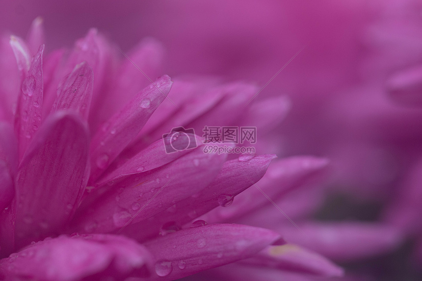 背景虚化前景洋红色菊花图片