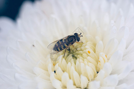 花卉特写清新自然菊花和小蜜蜂背景