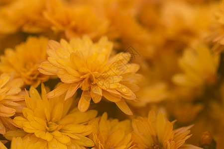 菊花手绘层次分明的黄色菊花背景