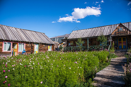 唯美格桑花喀纳斯背景