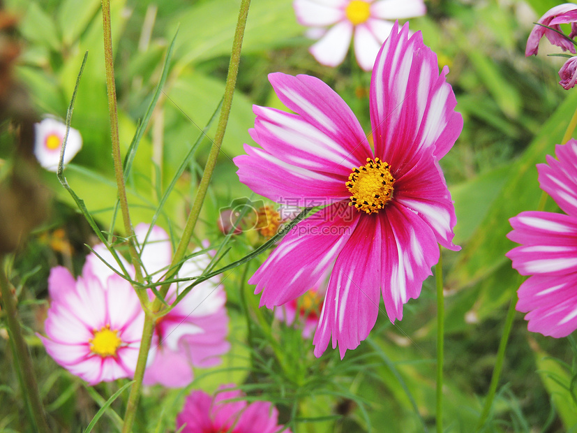 盛开的花图片