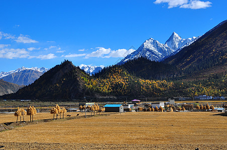 彩色动物西藏风光背景