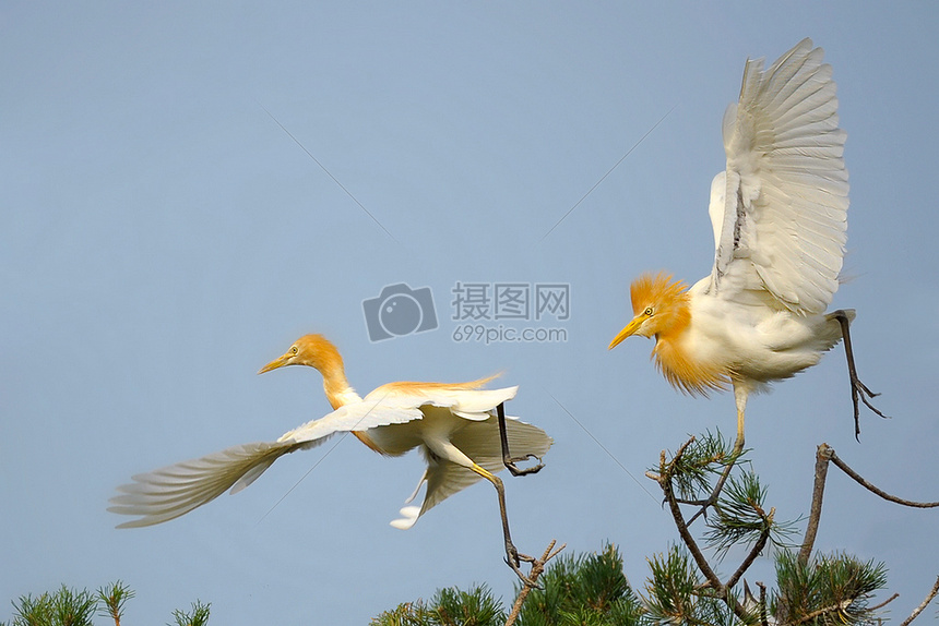 成双成对摄影图片免费下载_动物图库大全_编号500262305-摄图网