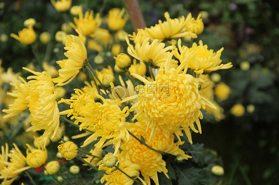 金丝皇菊