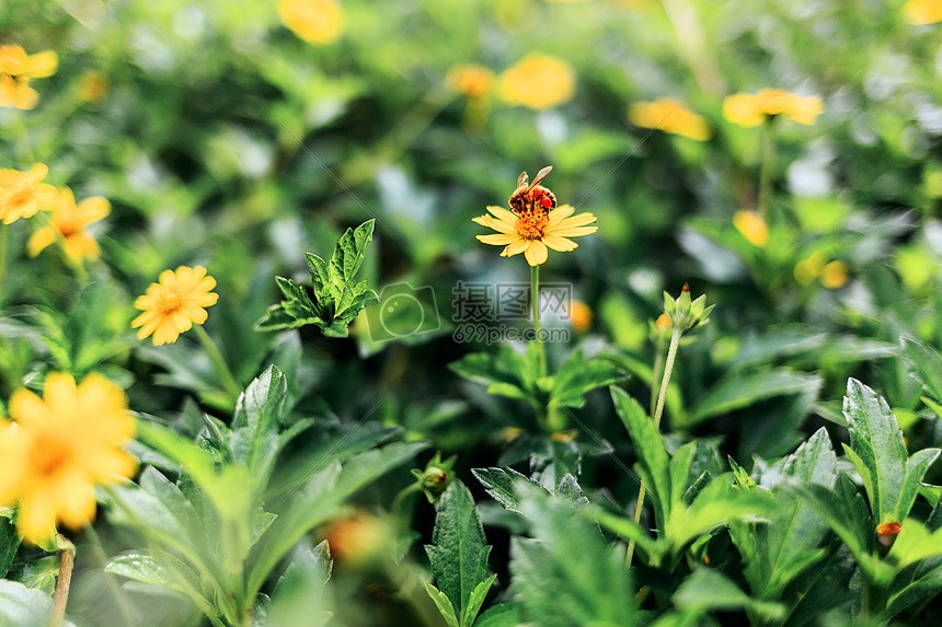 公园的花草和昆虫图片