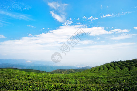 绿蓝背景蓝天白云下的茶园背景