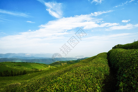 绿色线蓝天白云下绿色的茶园背景