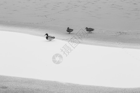 春雪.野鸭图片