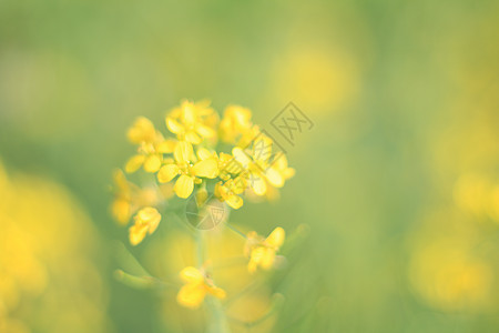 阳光下的花朵阳光下的油菜花背景