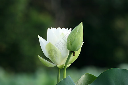 荷花荷花蜜蜂高清图片