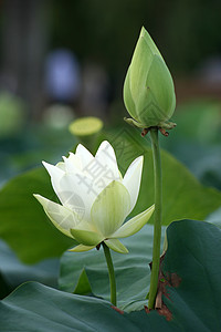 荷花荷花蜜蜂高清图片