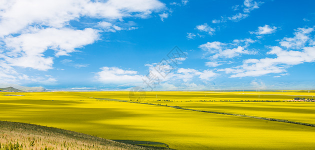 清新书桌油菜花和青海湖背景