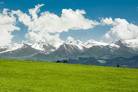 新疆天山北麓喀拉峻大草原背景