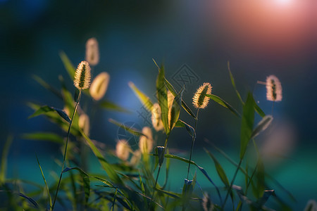 狗尾巴草背景