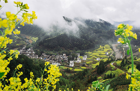 油菜花海云海油菜花海高清图片