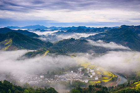 油菜花开油菜花海背景