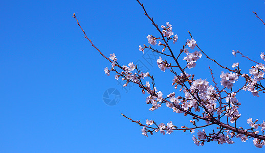 武汉大学樱花背景图片