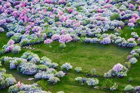 梅花图片新疆伊犁背景