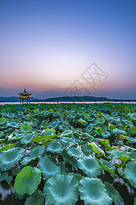 集贤亭风景荷花亭高清图片