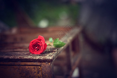 情人节红玫瑰红玫瑰背景