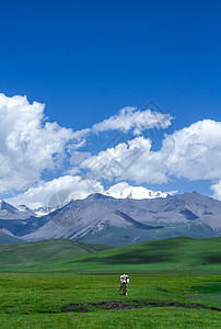 雪山下的草原草原上的牛背景