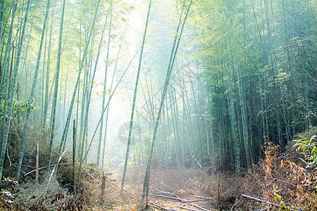 竹林唯美竹背景