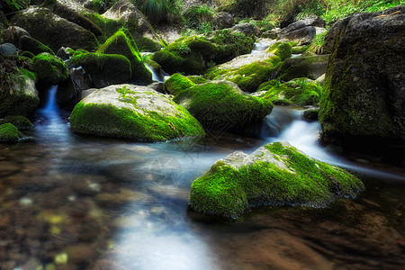 青苔森林青城山下流水潺潺背景