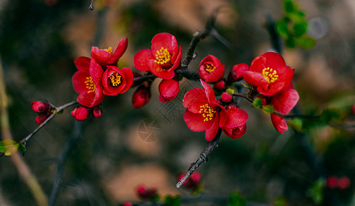 美丽多彩的海棠花图片