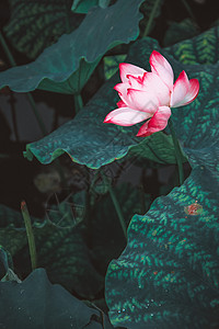 西湖荷花意境西湖 荷花荷叶背景 水墨风格背景