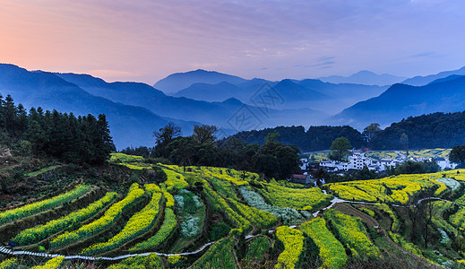 油菜花田背景图片