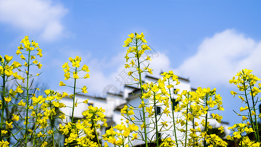 春季油菜花背景