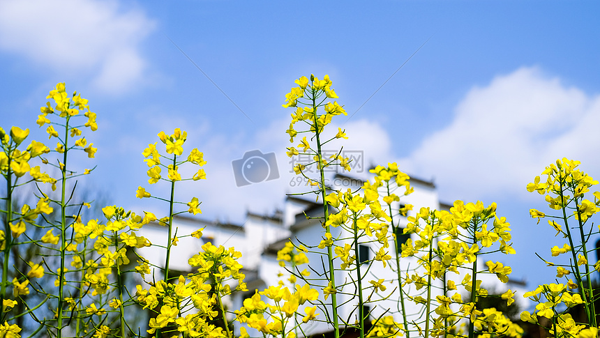 春季油菜花图片