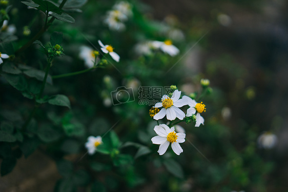 野菊花图片