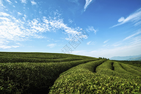 蓝天白云下的茶园图片