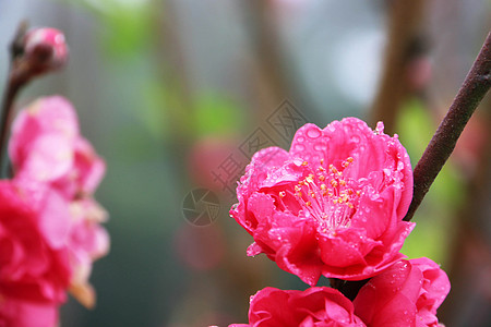 踏春出游桃花 春意 雨珠背景