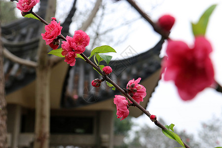 春天桃花枝一枝春背景