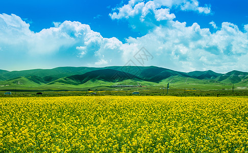 春暖美丽的油菜花背景